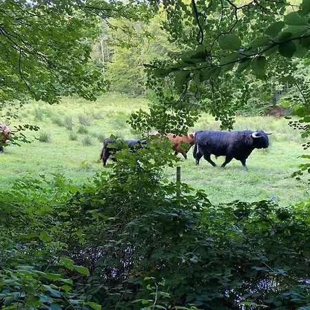 Villa Naturperle Midt I Skoven, Ved Sø Og Eng